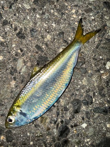 サッパの釣果