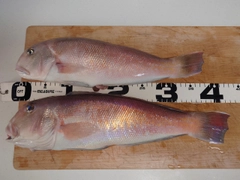 シロアマダイの釣果