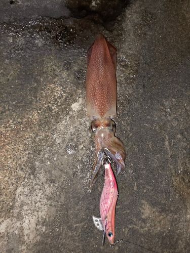 ケンサキイカの釣果