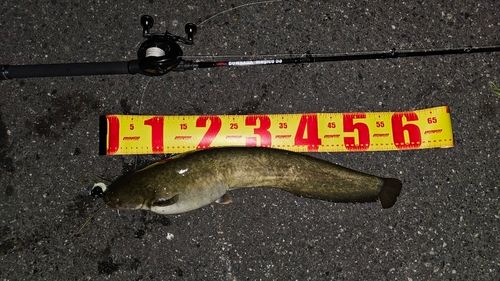 ナマズの釣果