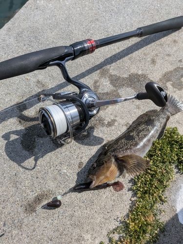 アイナメの釣果