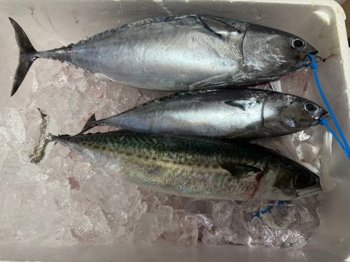 ソウダガツオの釣果