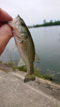 ラージマウスバスの釣果