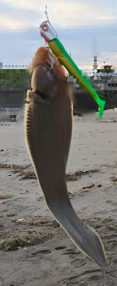シタビラメの釣果