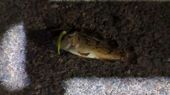 クロソイの釣果