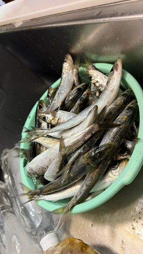 マイワシの釣果