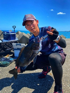 チヌの釣果