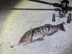 アイナメの釣果