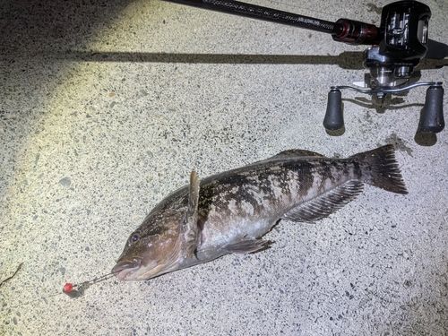 アイナメの釣果