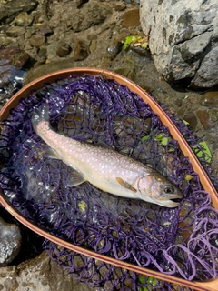 イワナの釣果