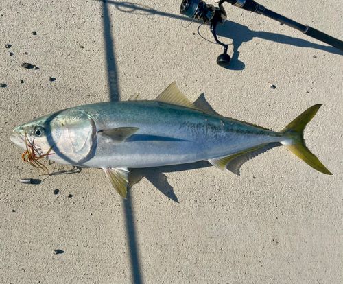 ブリの釣果