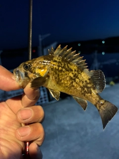 クロソイの釣果