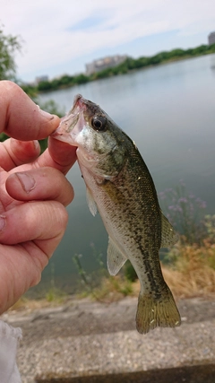 ラージマウスバスの釣果