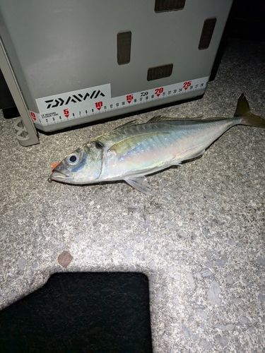 マアジの釣果
