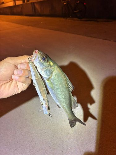 セイゴ（マルスズキ）の釣果