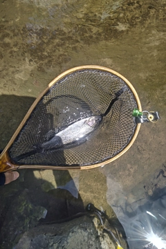 レインボートラウトの釣果