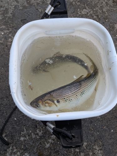 コノシロの釣果