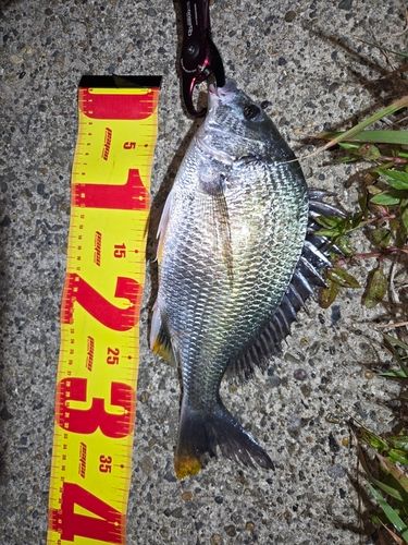 キビレの釣果