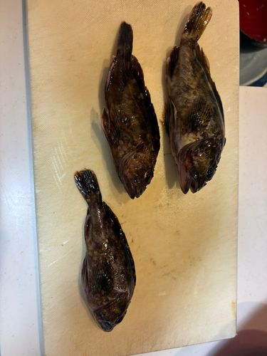 カサゴの釣果