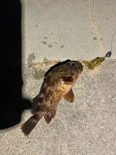 カサゴの釣果