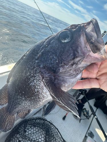 マゾイの釣果