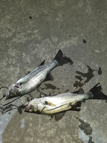 セイゴ（ヒラスズキ）の釣果