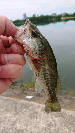 ラージマウスバスの釣果