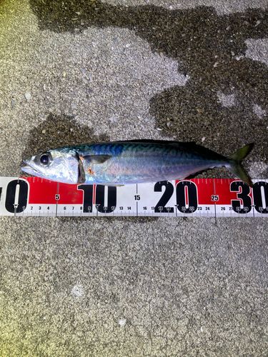 サバの釣果