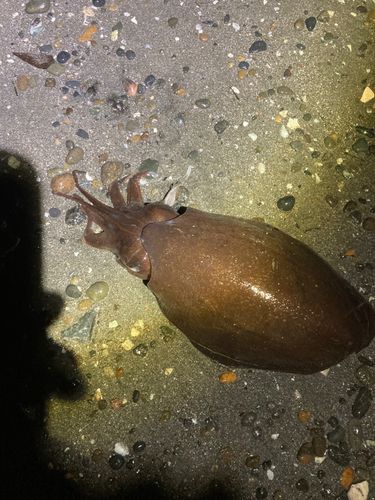 コウイカの釣果