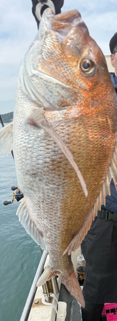 タイの釣果