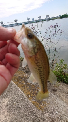 ラージマウスバスの釣果