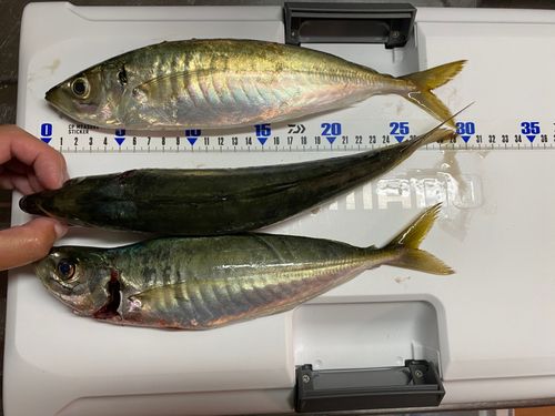 釣果