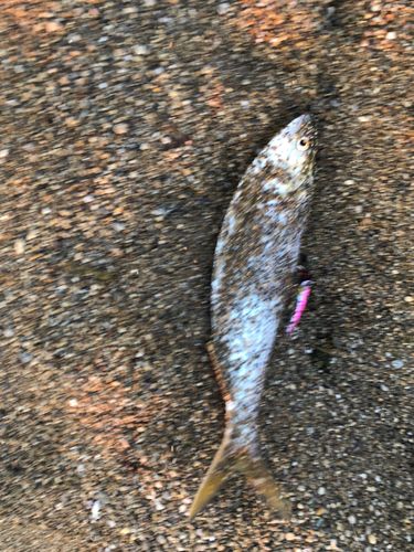 コノシロの釣果
