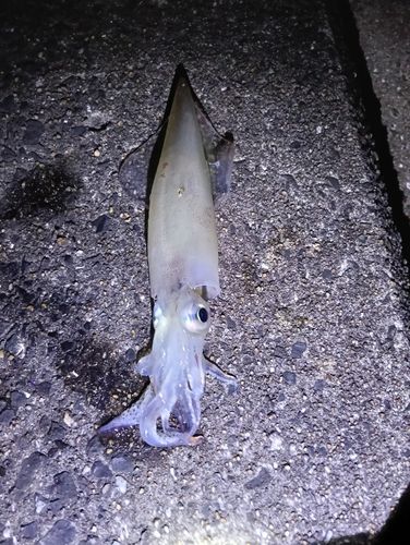 ケンサキイカの釣果