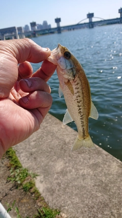 ラージマウスバスの釣果