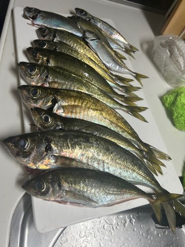 アジの釣果