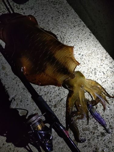 アオリイカの釣果