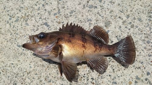 メバルの釣果