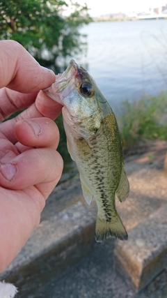 ラージマウスバスの釣果