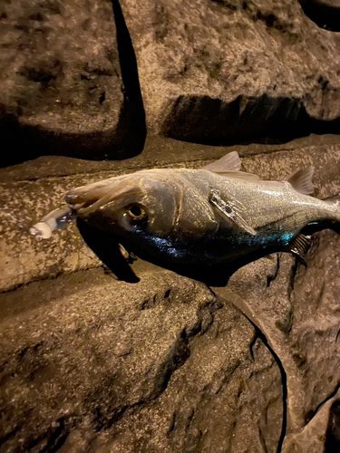 スズキの釣果
