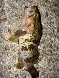 タケノコメバルの釣果