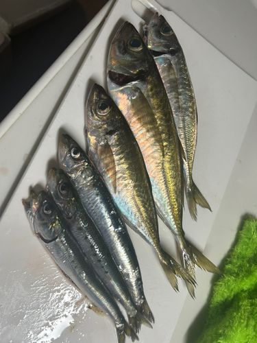 アジの釣果