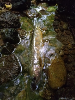 イワナの釣果