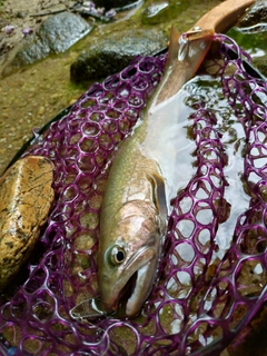 イワナの釣果