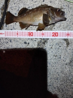 ガヤの釣果