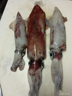 シロイカの釣果