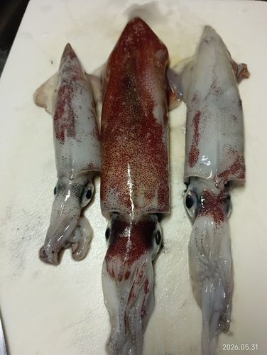 シロイカの釣果