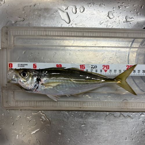 マアジの釣果