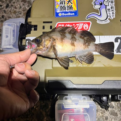 メバルの釣果