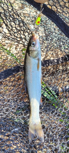 ウグイの釣果